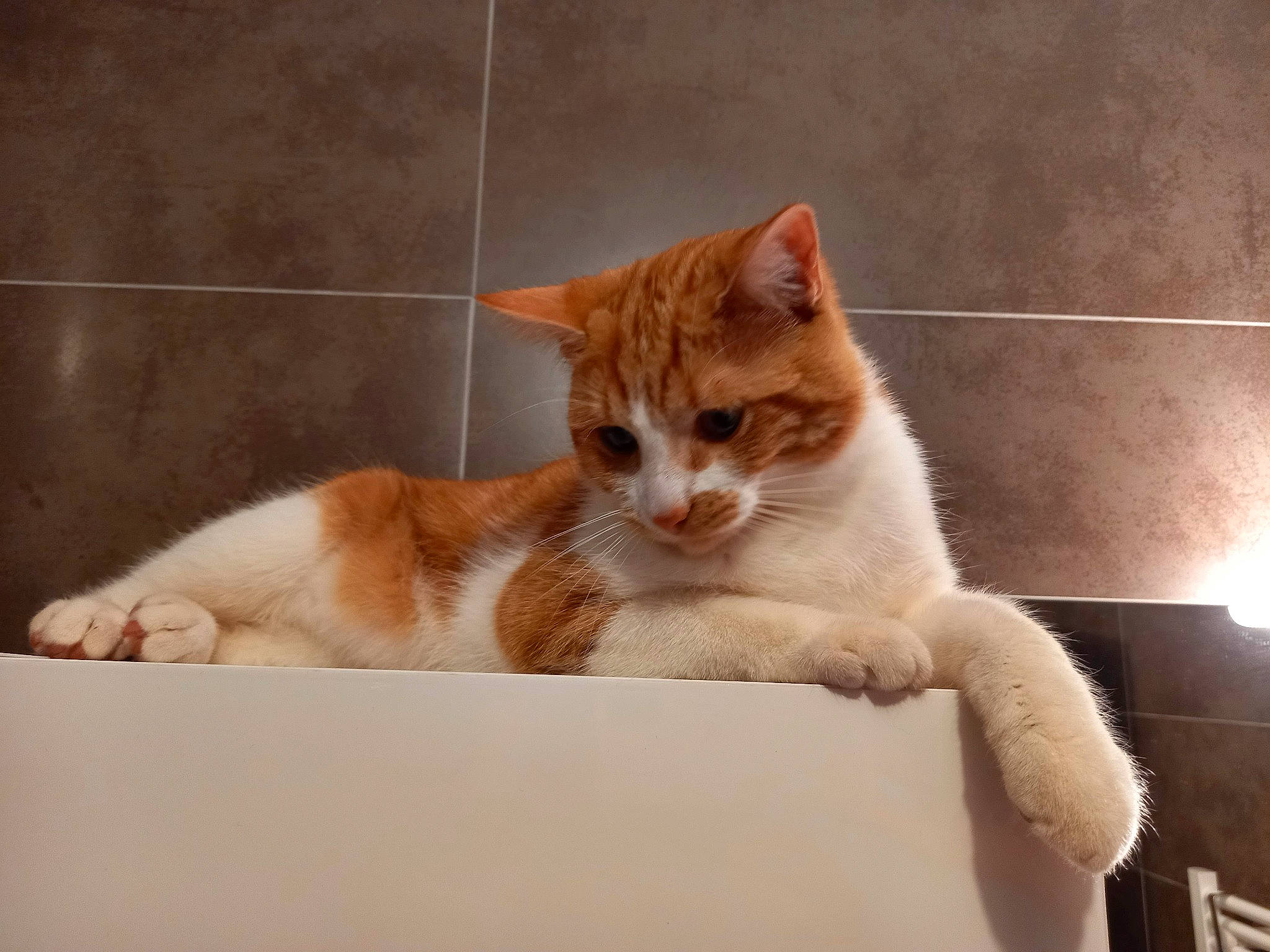 Chamallow participe au concours pour gagner de l'argent avec cette photo : carnivore, cat, cat_furniture, cat_supply, claw, comfort, domestic_short_haired_cat, fawn, felidae, fur, paw, pet_supply, sitting, small_to_medium_sized_cats, snout, tail, terrestrial_animal, whiskers, window, wood