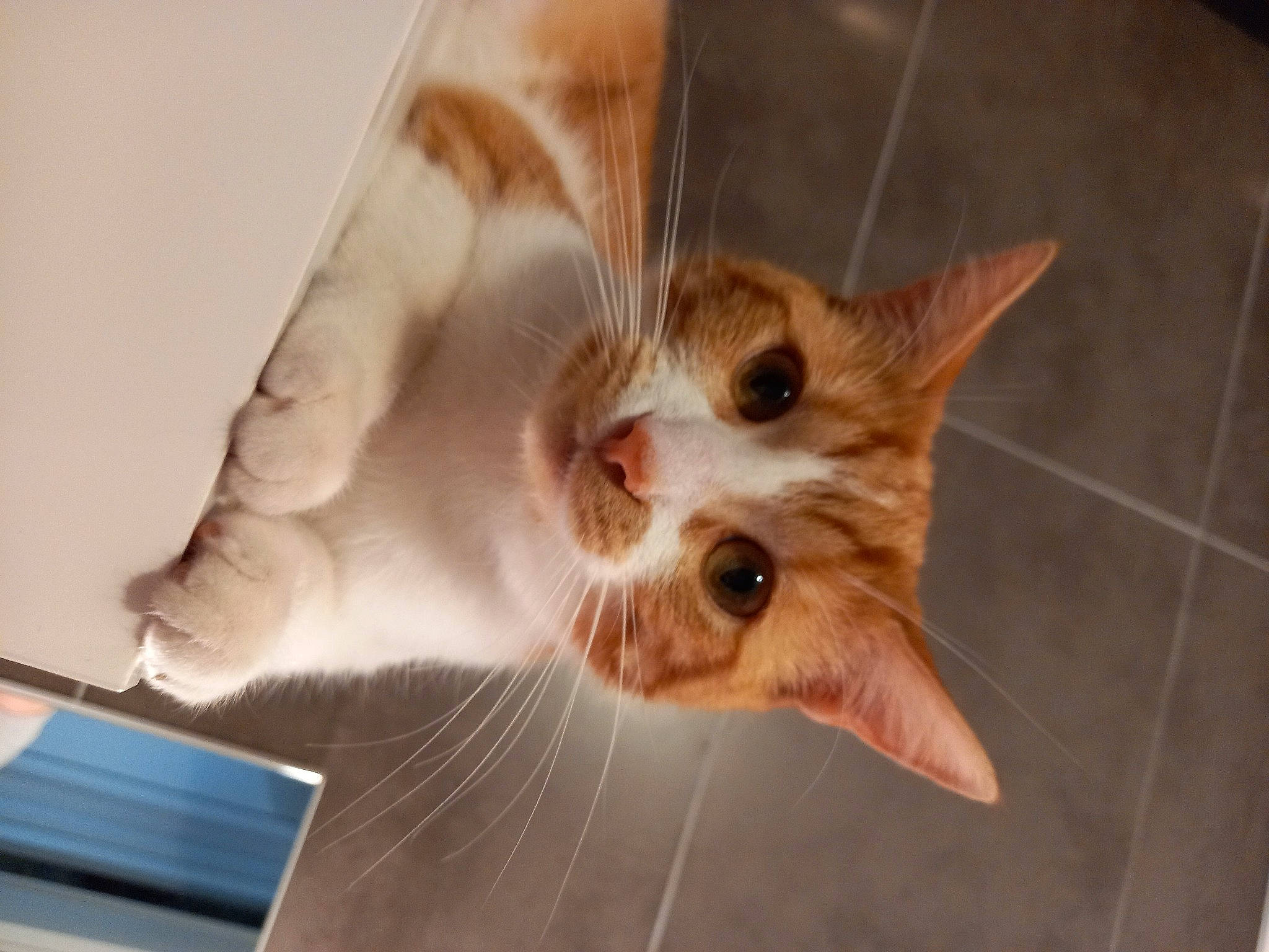 Chamallow participe au concours pour gagner de l'argent avec cette photo : carnivore, cat, claw, domestic_short_haired_cat, ear, fawn, felidae, fur, gesture, mammal, paw, room, small_to_medium_sized_cats, snout, tail, whiskers, wood