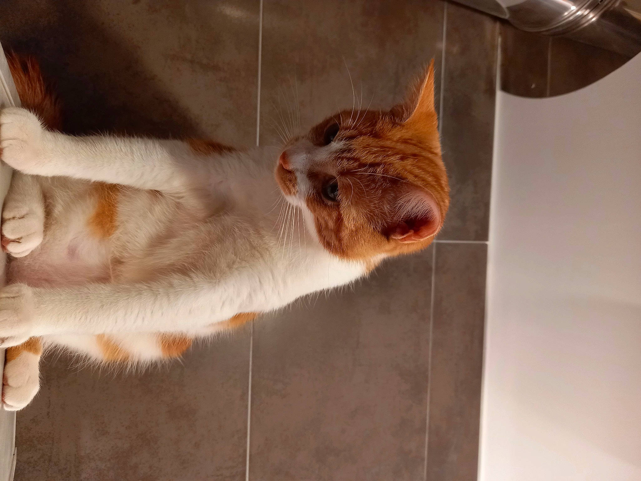 Chamallow participe au concours pour gagner de l'argent avec cette photo : canidae, carnivore, cat, claw, domestic_short_haired_cat, fawn, felidae, fur, metal, paw, small_to_medium_sized_cats, snout, tail, terrestrial_animal, whiskers, wildlife, window, wood