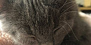 Stella a rejoint le concours — aidez-le/la à gagner de superbes lots ! cat, gray_tabby, sleeping, close_up, paw, feline, soft_texture, blanket, whiskers, fur, relaxation, cute, pet, indoor, nap, cozy, animal, domestic_cat, peaceful, blurred_background