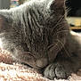 cat, gray_tabby, sleeping, close_up, paw, feline, soft_texture, blanket, whiskers, fur, relaxation, cute, pet, indoor, nap, cozy, animal, domestic_cat, peaceful, blurred_background