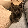 kitten, gray_cat, pet, indoor, blanket, denim, curious, feline, young_cat, cozy, home, floor, tile, furniture, cute, paw, ears, looking, animal, domestic