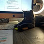 cat, computer, keyboard, mouse, desk, document, highlighter, ring_light, wooden_surface, indoor, pet, grey_cat, technology, office, workstation, relaxed, animal, feline, lighting, electronics