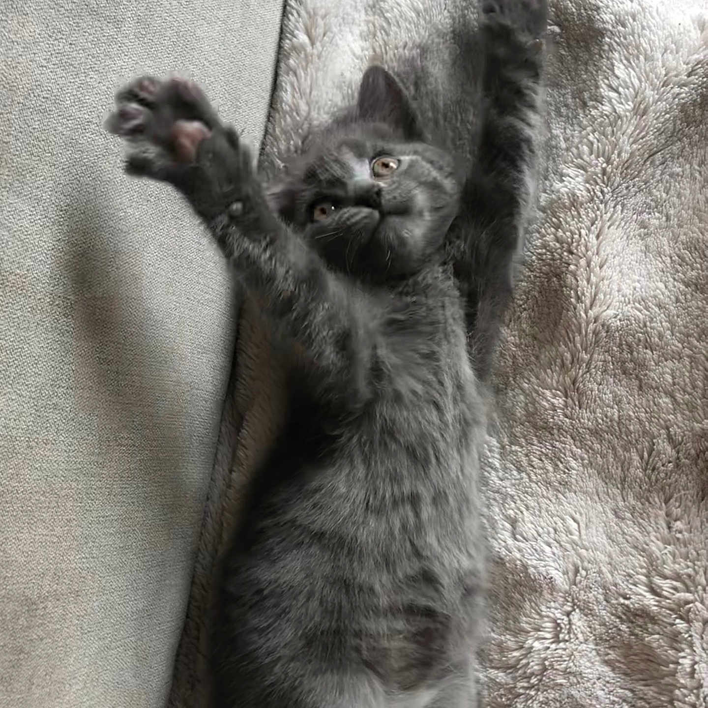 Stella participe au concours pour gagner de l'argent avec cette photo : animal, blanket, cat, couch, cozy, cute, feline, fur, gray_fur, indoor, kitten, lying_down, paws, pet, playful, relaxed, soft, stretching, texture, young