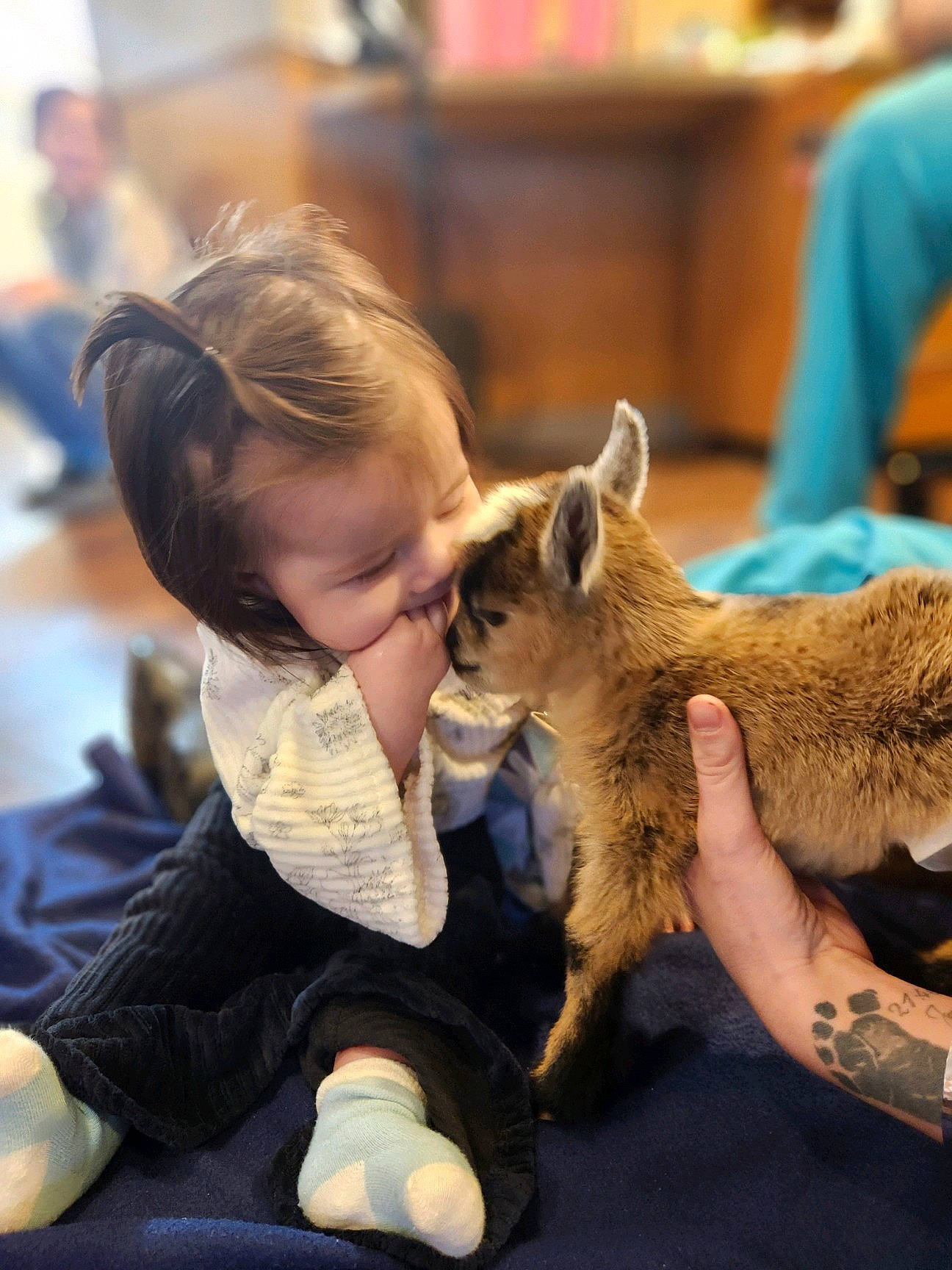 Tinsley is registered to the contest to win money with this photo: child, companion_dog, dog_breed, ear, event, fawn, fun, fur, goat, goats, happy, lap, leisure, livestock, person, sitting, snout, terrestrial_animal, toddler, toy