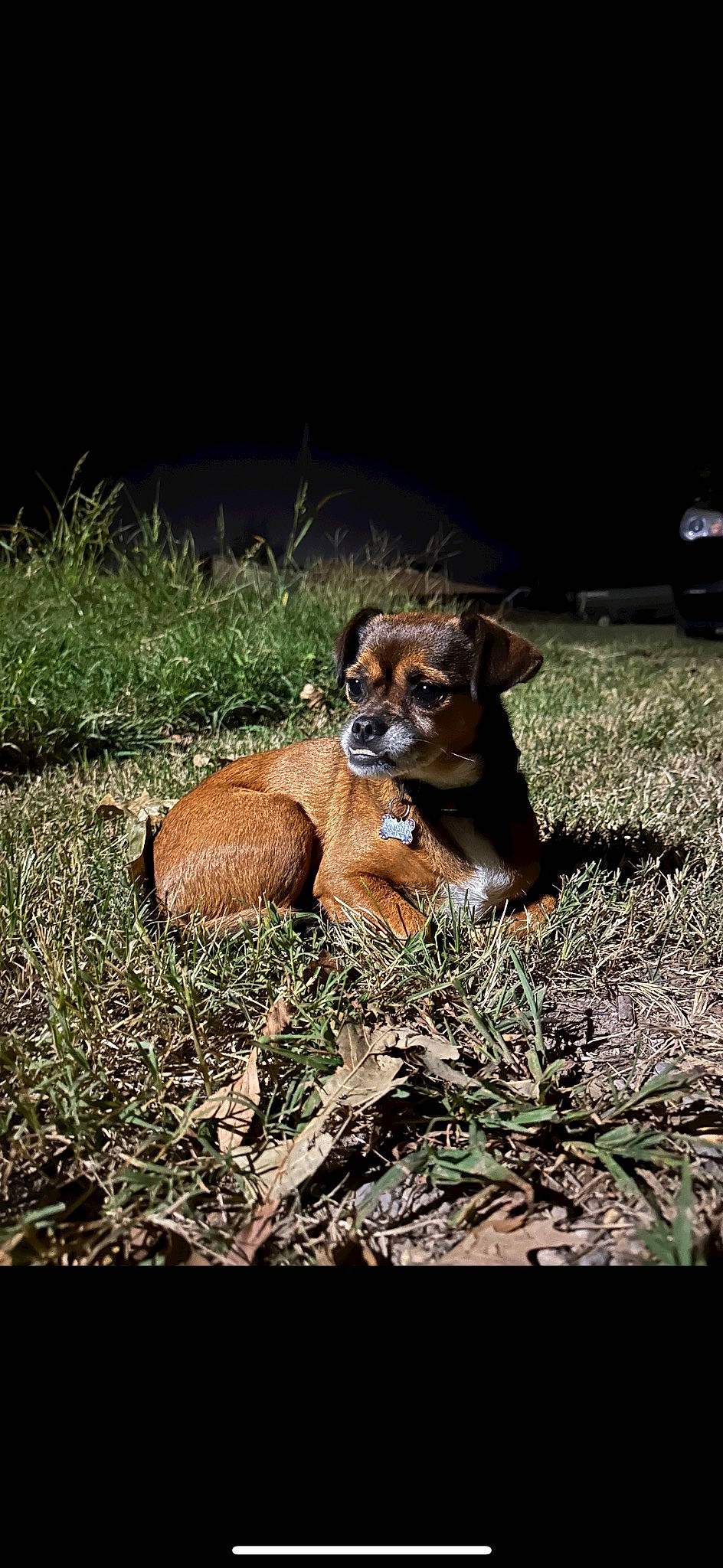 Ellie Mae joined the competition — help win amazing prizes! canidae, carnivore, companion_dog, dog, dog_breed, fur, grass, grassland, liver, plant, puppy, snout, soil, sporting_group, terrestrial_animal, whiskers, wood, working_animal