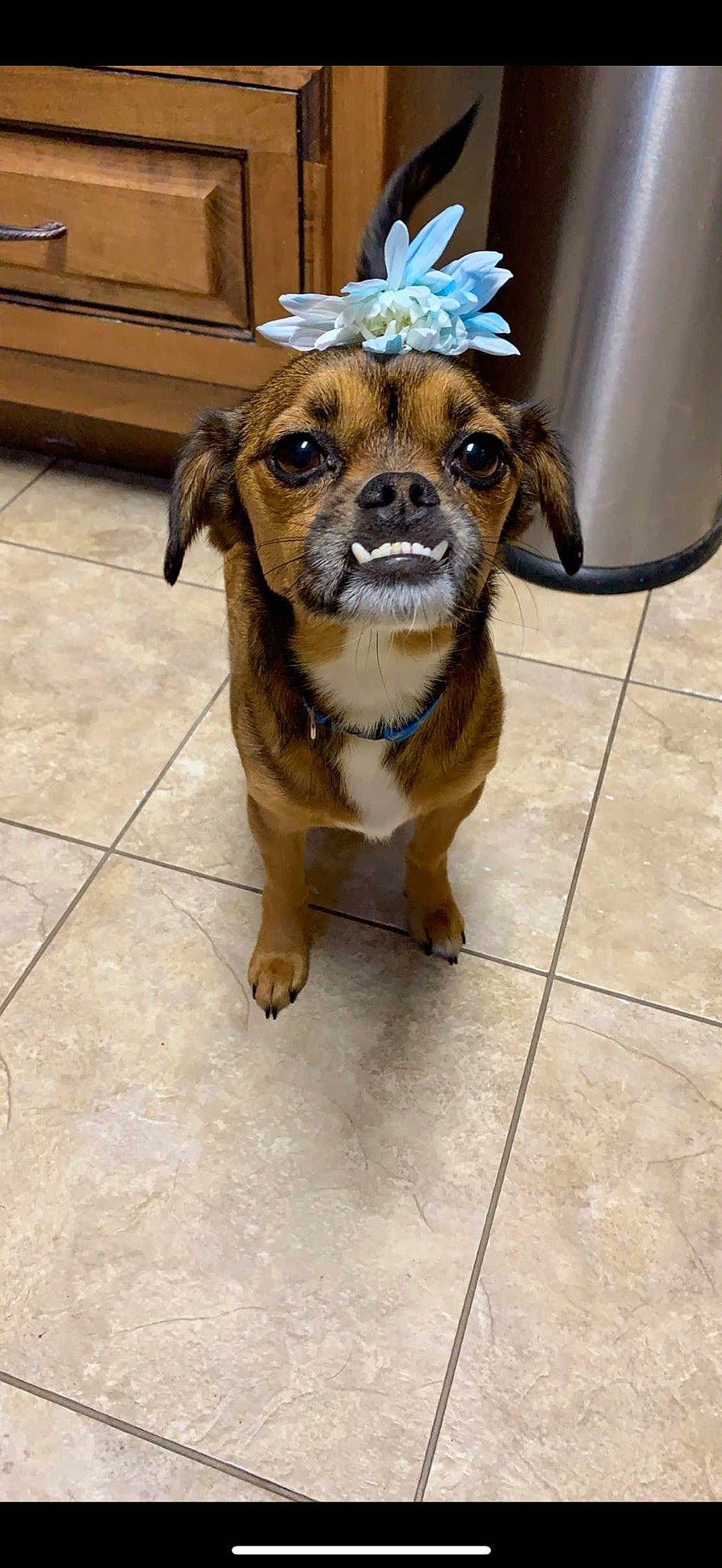 Ellie Mae is registered to the contest to win money with this photo: carnivore, chair, collar, companion_dog, dog, dog_breed, dog_collar, dog_supply, door, eyewear, fawn, floor, flooring, leash, pet_supply, snout, sporting_group, toy_dog, whiskers, working_animal