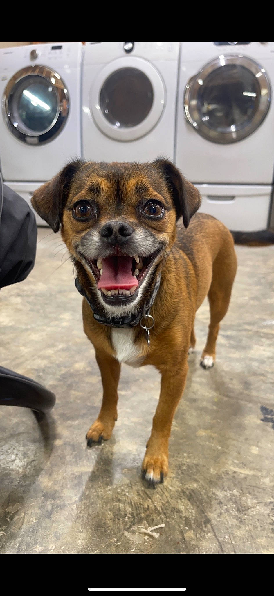 Ellie Mae is registered to the contest to win money with this photo: automotive_lighting, automotive_tire, carnivore, circle, collar, companion_dog, dog, dog_breed, eye, fawn, fur, guard_dog, paw, snout, sporting_group, tire, tire_care, wheel, whiskers, working_animal