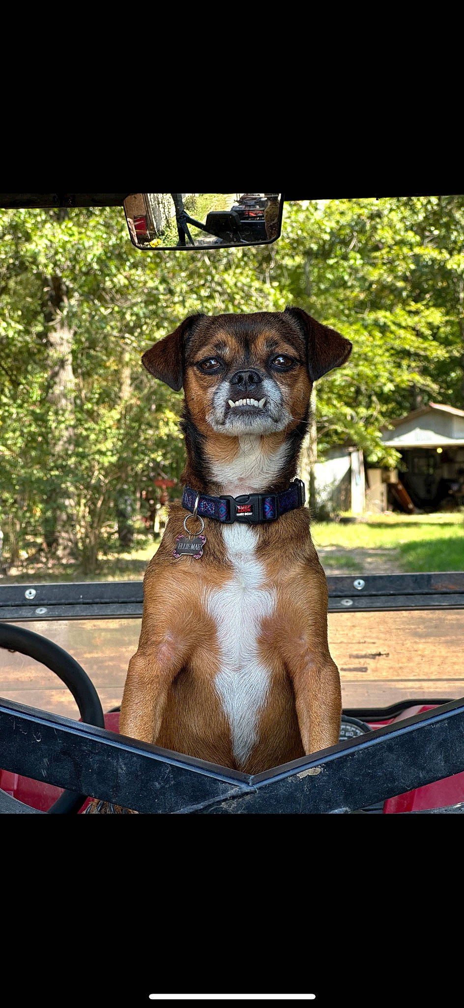 Ellie Mae is registered to the contest to win money with this photo: bicycle_handlebar, carnivore, collar, companion_dog, dog, dog_breed, dog_collar, dog_supply, fawn, grass, leisure, liver, pet_supply, plant, shade, snout, sunglasses, tree, windshield, working_animal
