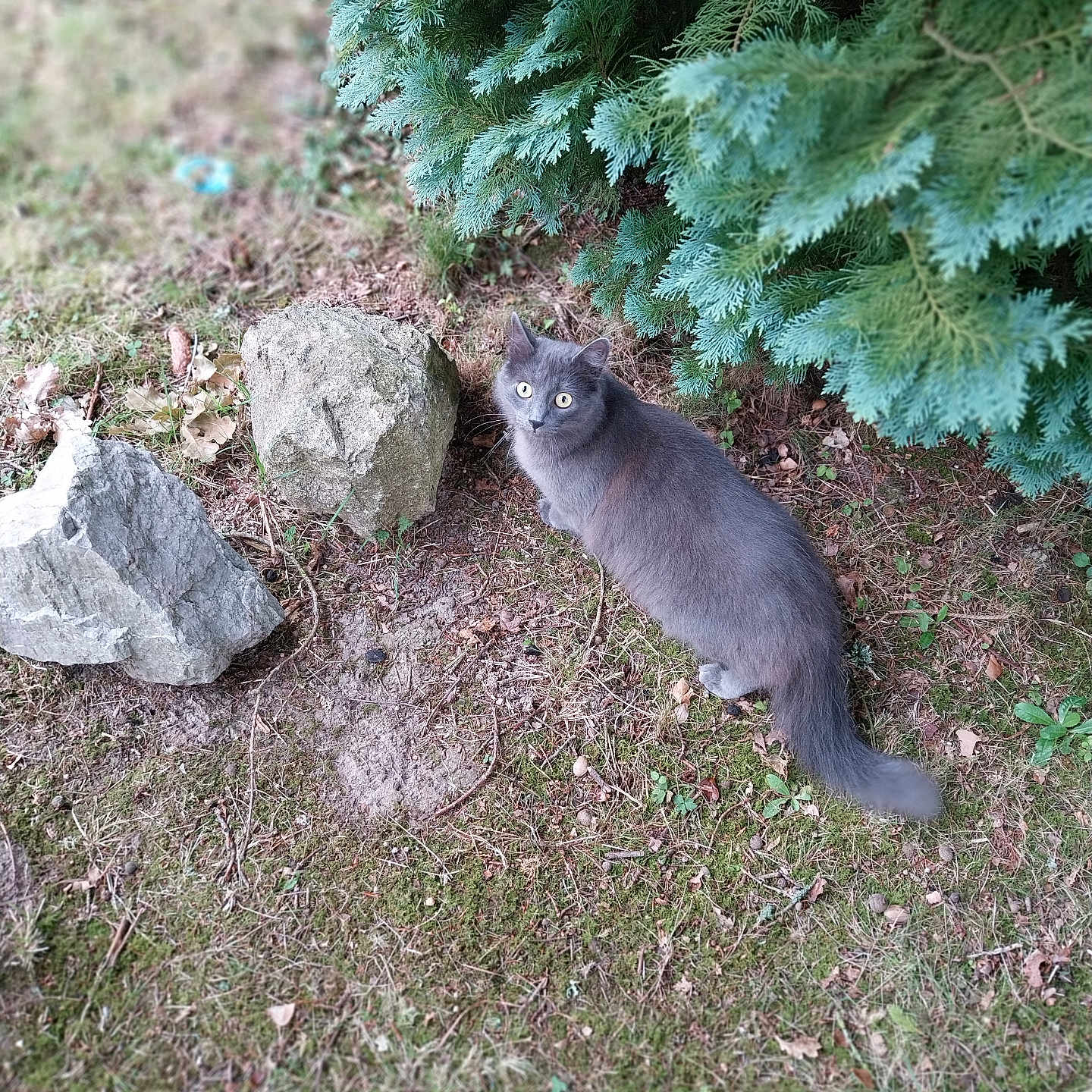 Pt Chat participe au concours pour gagner de l'argent avec cette photo : animal, bush, cat, curious, exploring, eyes, fluffy, fur, grass, gray_cat, greenery, ground, leaf, mammal, nature, outdoor, pet, plant, rocks, wildlife