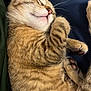 adorable, animal, cat, closeup, cozy, cute, feline, fur, indoor, kitten, nap, paw, peaceful, pet, relaxed, resting, sleeping, soft, tabby, whiskers