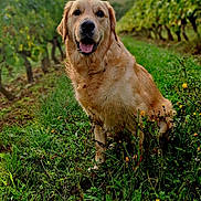 Pumba a rejoint le concours — aidez-le/la à gagner de superbes lots ! dog, golden_retriever, grass, vineyard, plants, greenery, outdoor, nature, sky, cloudy, animal, pet, canine, field, happy, sitting, portrait, smiling, fur, landscape