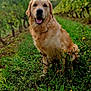 dog, golden_retriever, grass, vineyard, plants, greenery, outdoor, nature, sky, cloudy, animal, pet, canine, field, happy, sitting, portrait, smiling, fur, landscape