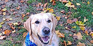 Pumba a rejoint le concours — aidez-le/la à gagner de superbes lots ! dog, golden_retriever, bandana, grass, autumn, leaves, outdoor, pet, canine, smiling, happy, nature, fall, animal, portrait, sitting, daylight, friendly, cute, mammal