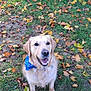 dog, golden_retriever, bandana, grass, autumn, leaves, outdoor, pet, canine, smiling, happy, nature, fall, animal, portrait, sitting, daylight, friendly, cute, mammal