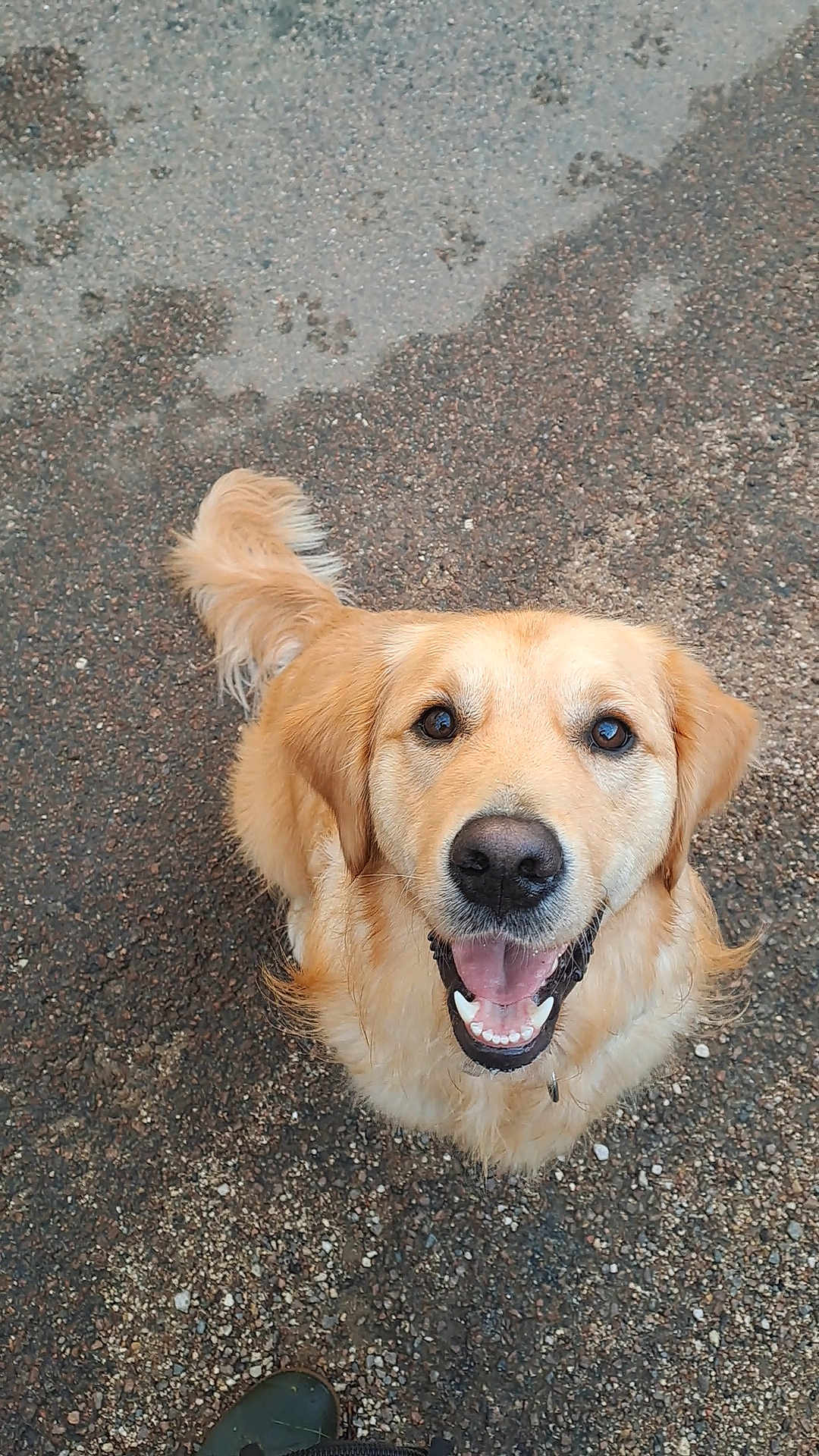 Pumba a rejoint le concours — aidez-le/la à gagner de superbes lots ! dog, golden_retriever, happy, smiling, tongue_out, pet, canine, outdoor, gravel, wet_ground, tail, fur, animal, looking_up, friendly, playful, mammal, companion, cute, adorable