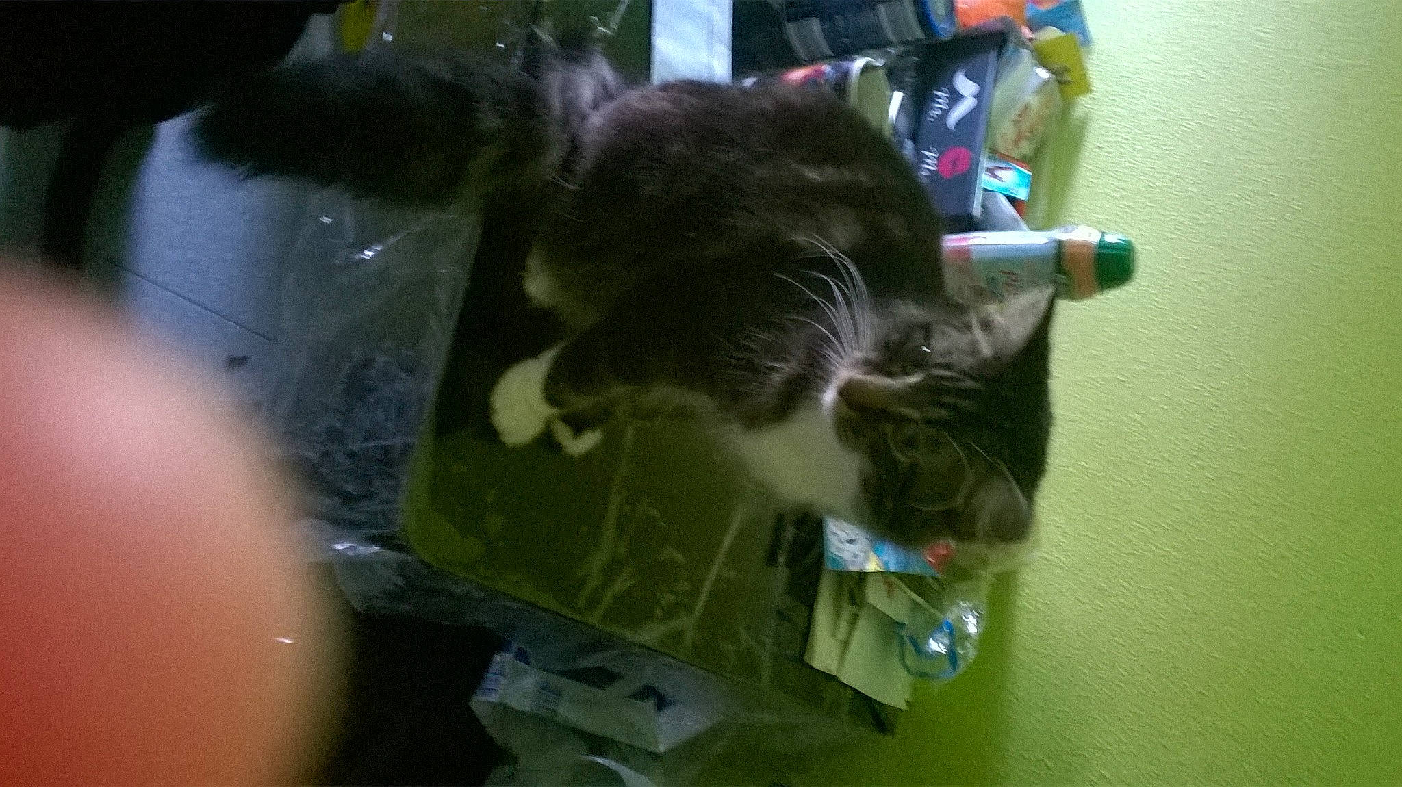 Princesse a rejoint le concours — aidez-le/la à gagner de superbes lots ! carnivore, cat, domestic_short_haired_cat, felidae, fur, small_to_medium_sized_cats, snout, sporting_group, tail, whiskers, windshield