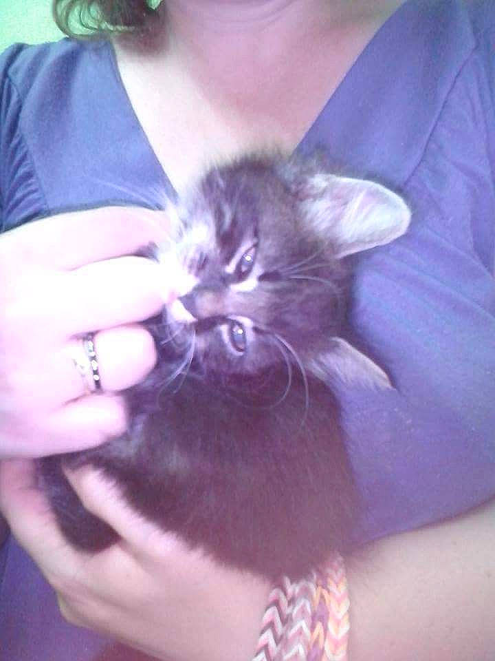 Princesse a rejoint le concours — aidez-le/la à gagner de superbes lots ! carnivore, cat, comfort, ear, electric_blue, felidae, finger, fur, gesture, human_leg, nail, paw, purple, sleeve, small_to_medium_sized_cats, t_shirt, thigh, thumb, whiskers, wrist