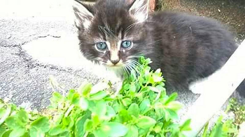 Princesse a rejoint le concours — aidez-le/la à gagner de superbes lots ! animal_shelter, carnivore, cat, domestic_short_haired_cat, felidae, fur, grass, groundcover, herb, jungle, organism, plant, small_to_medium_sized_cats, snout, tail, terrestrial_animal, whiskers, wildlife, window