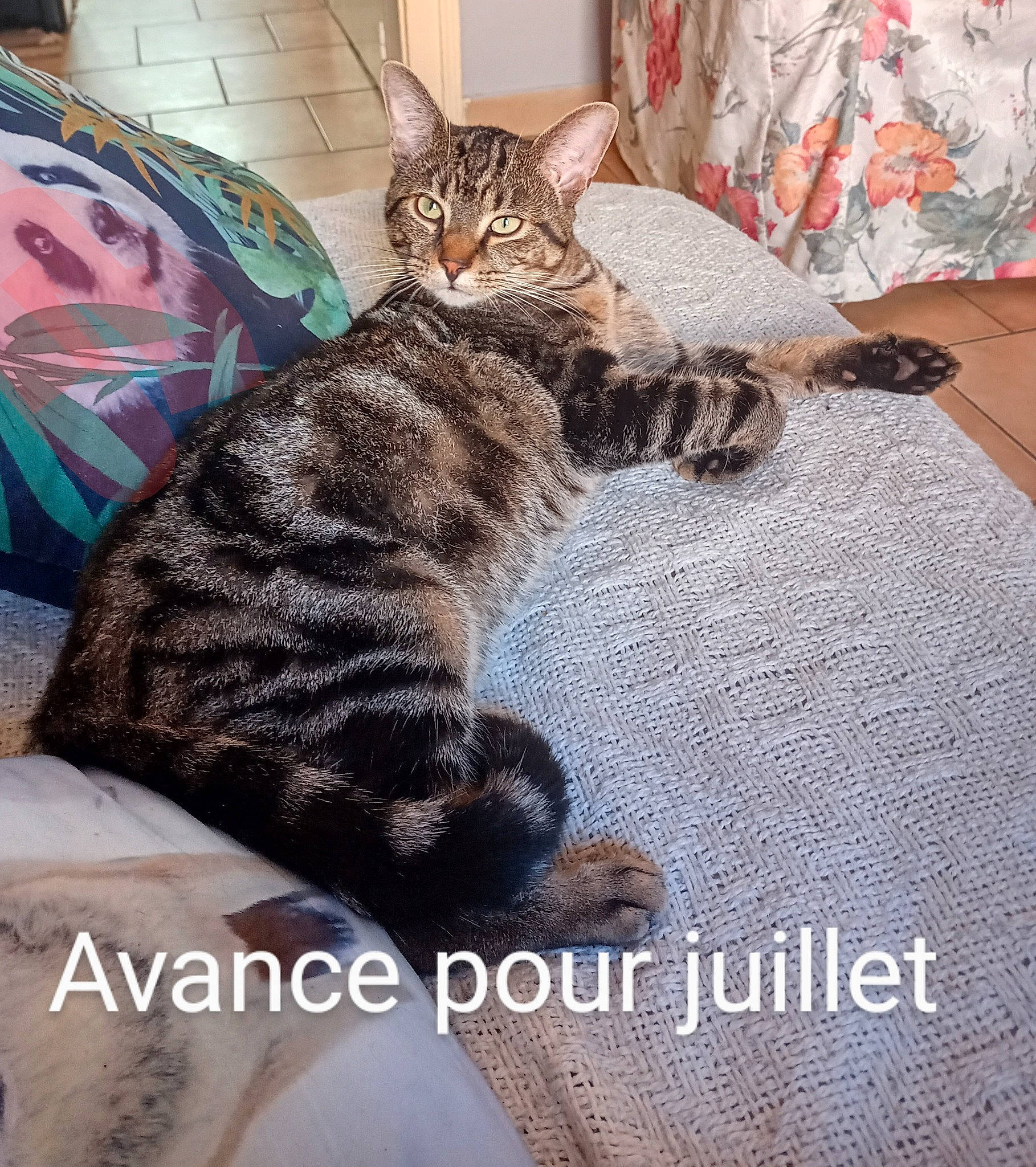 Prince a rejoint le concours — aidez-le/la à gagner de superbes lots ! carnivore, cat, claw, comfort, domestic_short_haired_cat, felidae, font, fur, metal, nap, pattern, paw, photo_caption, small_to_medium_sized_cats, snout, square, tail, terrestrial_animal, whiskers