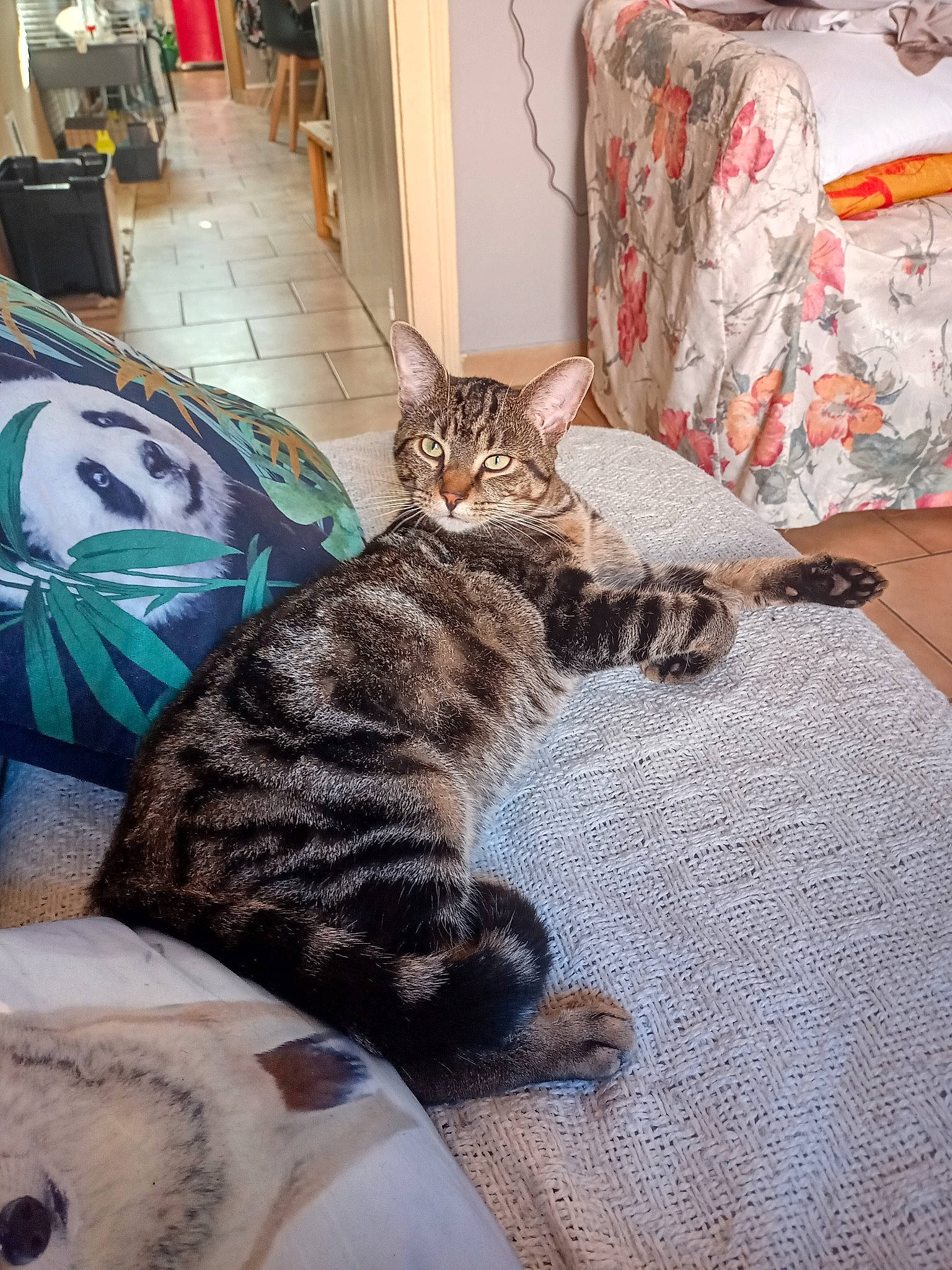 Prince participe au concours pour gagner de l'argent avec cette photo : bag, carnivore, cat, claw, comfort, domestic_short_haired_cat, felidae, flooring, fur, linens, luggage_and_bags, metal, paw, room, sitting, small_to_medium_sized_cats, snout, tail, terrestrial_animal, whiskers