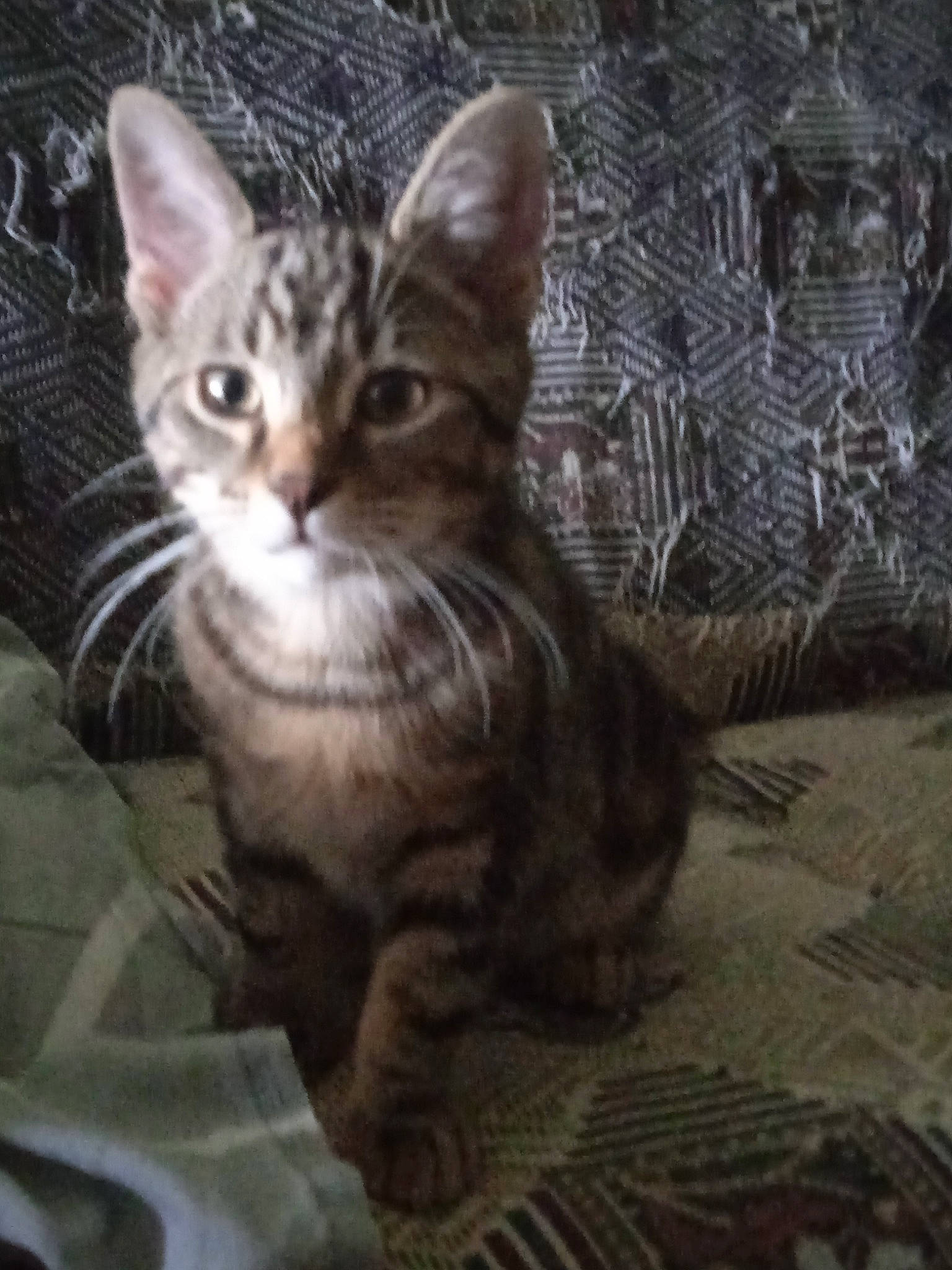 Prince a rejoint le concours — aidez-le/la à gagner de superbes lots ! carnivore, cat, claw, domestic_short_haired_cat, felidae, fur, paw, sitting, small_to_medium_sized_cats, snout, terrestrial_animal, tree, whiskers, wildlife