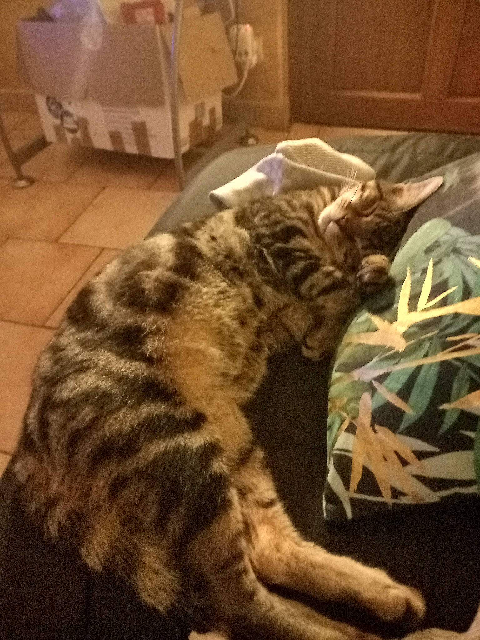 Prince a rejoint le concours — aidez-le/la à gagner de superbes lots ! big_cats, canidae, carnivore, cat, comfort, dog_breed, domestic_short_haired_cat, felidae, flooring, fur, kitchen_appliance, mammal, paw, shipping_box, small_to_medium_sized_cats, snout, tail, terrestrial_animal, whiskers, wood