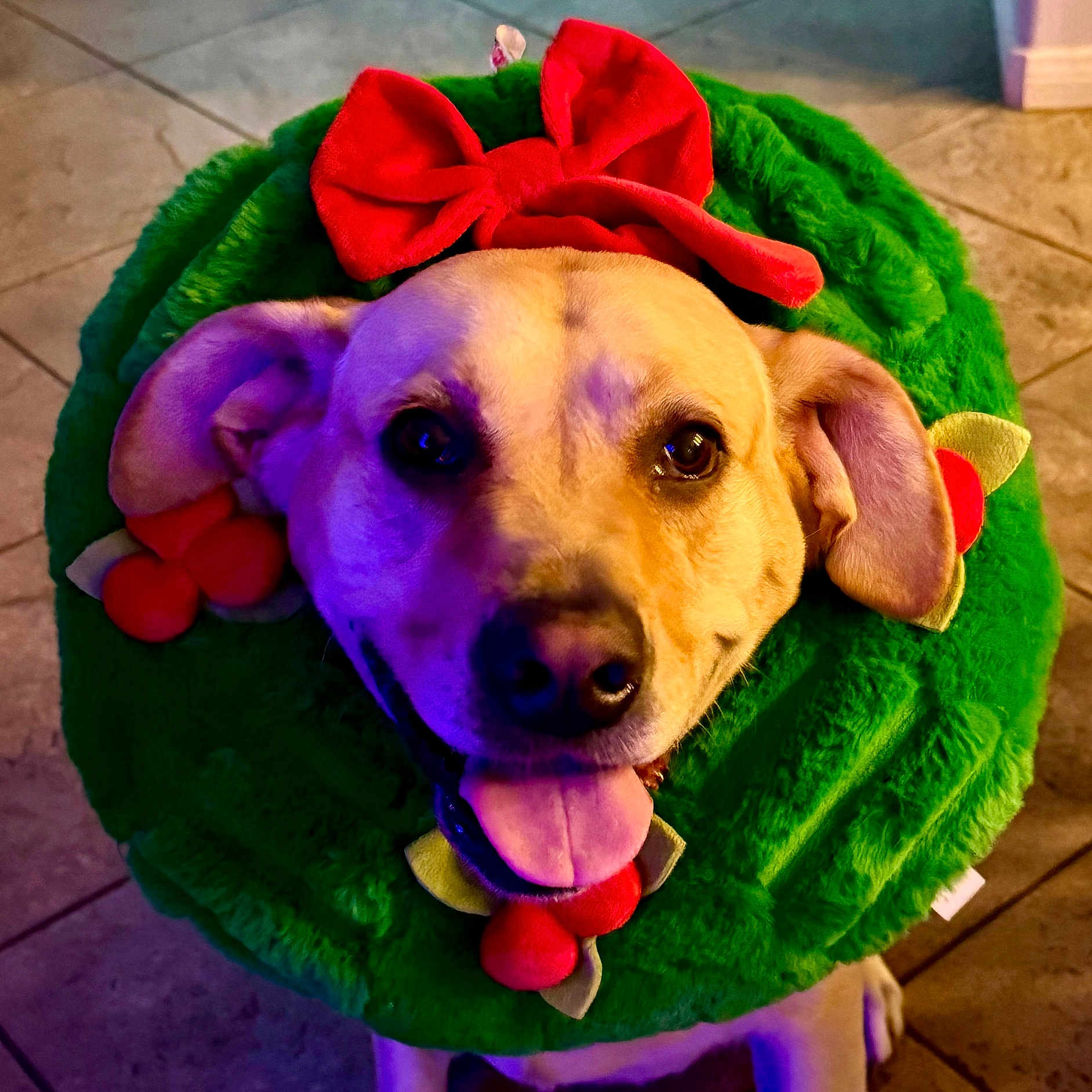 Bella joined the competition — help win amazing prizes! animal, canine, costume, cute, decorative, dog, ears, face, festive, floor, green_wreath, happy, holiday, indoor, pet, red_bow, smile, tile_floor, tongue_out, wreath