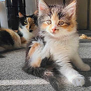 Eris is registered to the contest to win money with this photo: cat, kitten, calico, fluffy, fur, carpet, sunlight, indoor, pet, animal, relaxing, cute, young, sitting, whiskers, ears, tail, two_cats, background, soft_light