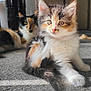 cat, kitten, calico, fluffy, fur, carpet, sunlight, indoor, pet, animal, relaxing, cute, young, sitting, whiskers, ears, tail, two_cats, background, soft_light