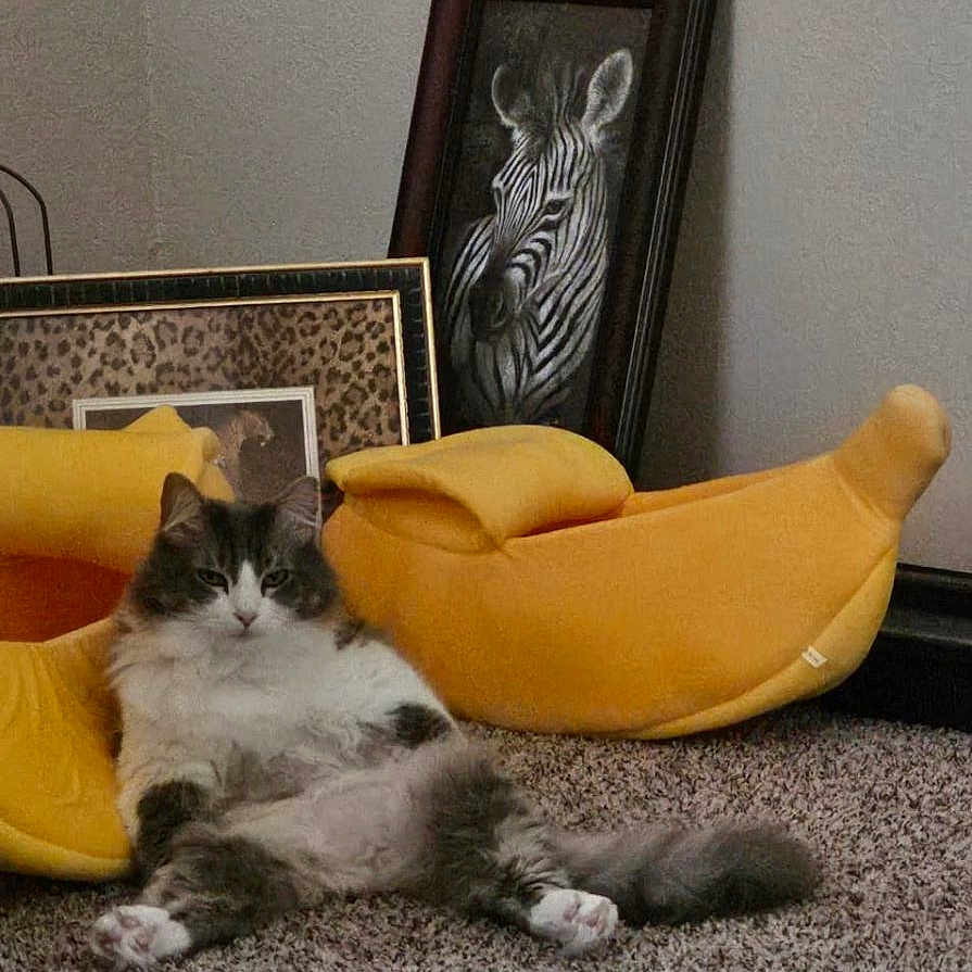 Potpot is registered to the contest to win money with this photo: animal, architecture, banana, building, cat, chair, couch, cushion, food, fruit, furniture, homedecor, indoors, kitten, livingroom, person, pet, plant, produce, room