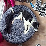 Brigand a rejoint le concours — aidez-le/la à gagner de superbes lots ! puppy, dog, black_and_white, sleeping, lying_down, pet_bed, furry, indoors, wood_floor, food_bowls, water_bowl, blanket, paw_prints, window, curtain, sneakers, photographer, home, relaxed, cute