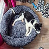 puppy, dog, black_and_white, sleeping, lying_down, pet_bed, furry, indoors, wood_floor, food_bowls, water_bowl, blanket, paw_prints, window, curtain, sneakers, photographer, home, relaxed, cute