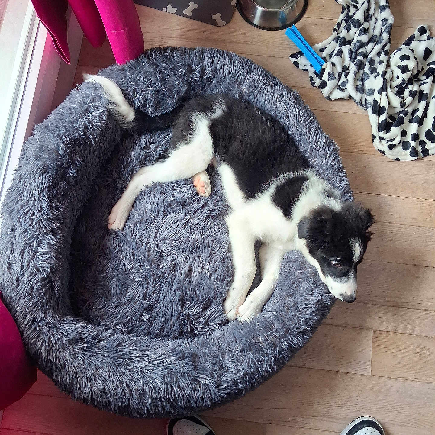 Brigand a rejoint le concours — aidez-le/la à gagner de superbes lots ! puppy, dog, black_and_white, sleeping, lying_down, pet_bed, furry, indoors, wood_floor, food_bowls, water_bowl, blanket, paw_prints, window, curtain, sneakers, photographer, home, relaxed, cute
