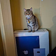 Roxie is registered to the contest to win money with this photo: apple_logo, beige_wall, box, cat, collar, curious, domestic_animal, ears, floor, furniture, household, indoor, light, pet, shadow, sitting, tabby, tag, technology, whiskers