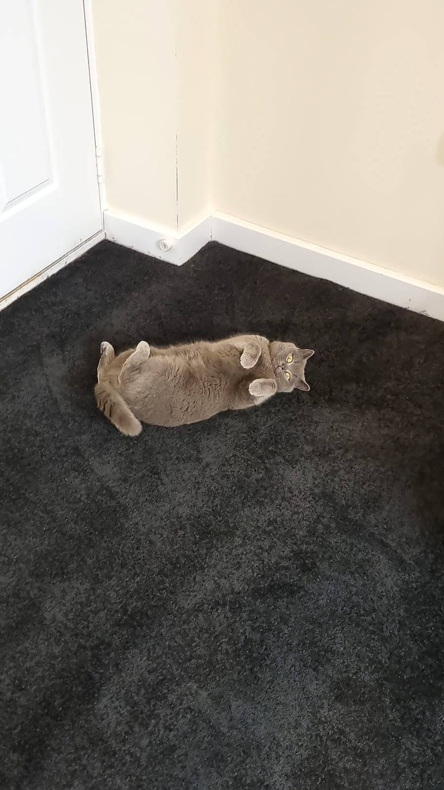 Candycat joined the competition — help win amazing prizes! art, carpet, comfort, door, felidae, fish, floor, flooring, grey, hardwood, laminate_flooring, linens, rectangle, room, small_to_medium_sized_cats, stuffed_toy, tail, toy, wood, wood_flooring