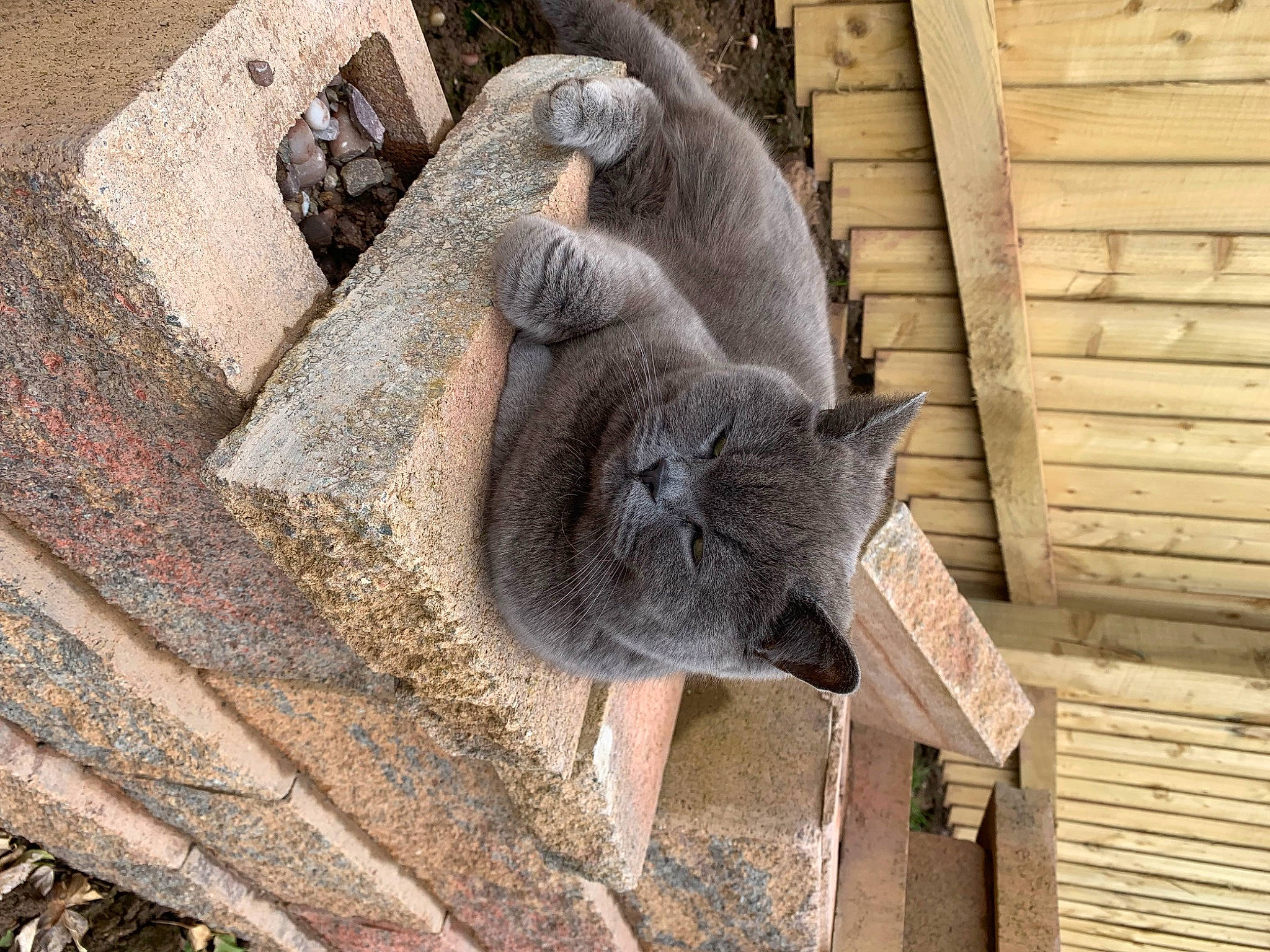 Candycat joined the competition — help win amazing prizes! art, carnivore, cat, domestic_short_haired_cat, felidae, fur, grey, russian_blue, small_to_medium_sized_cats, snout, tail, whiskers, wood