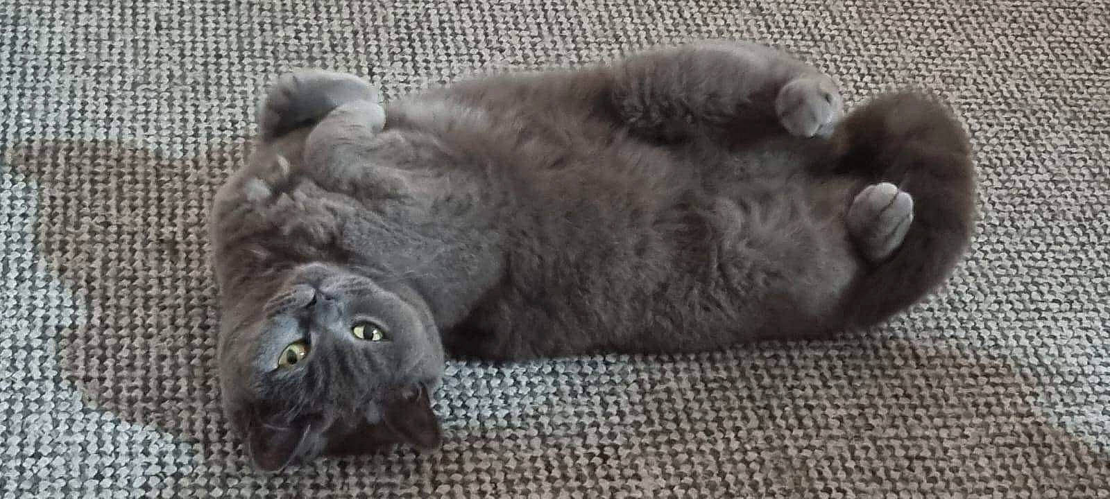 Candycat joined the competition — help win amazing prizes! black, british_longhair, carnivore, cat, claw, comfort, domestic_short_haired_cat, felidae, flooring, fur, grey, monochrome, monochrome_photography, nap, paw, small_to_medium_sized_cats, tail, terrestrial_animal, whiskers