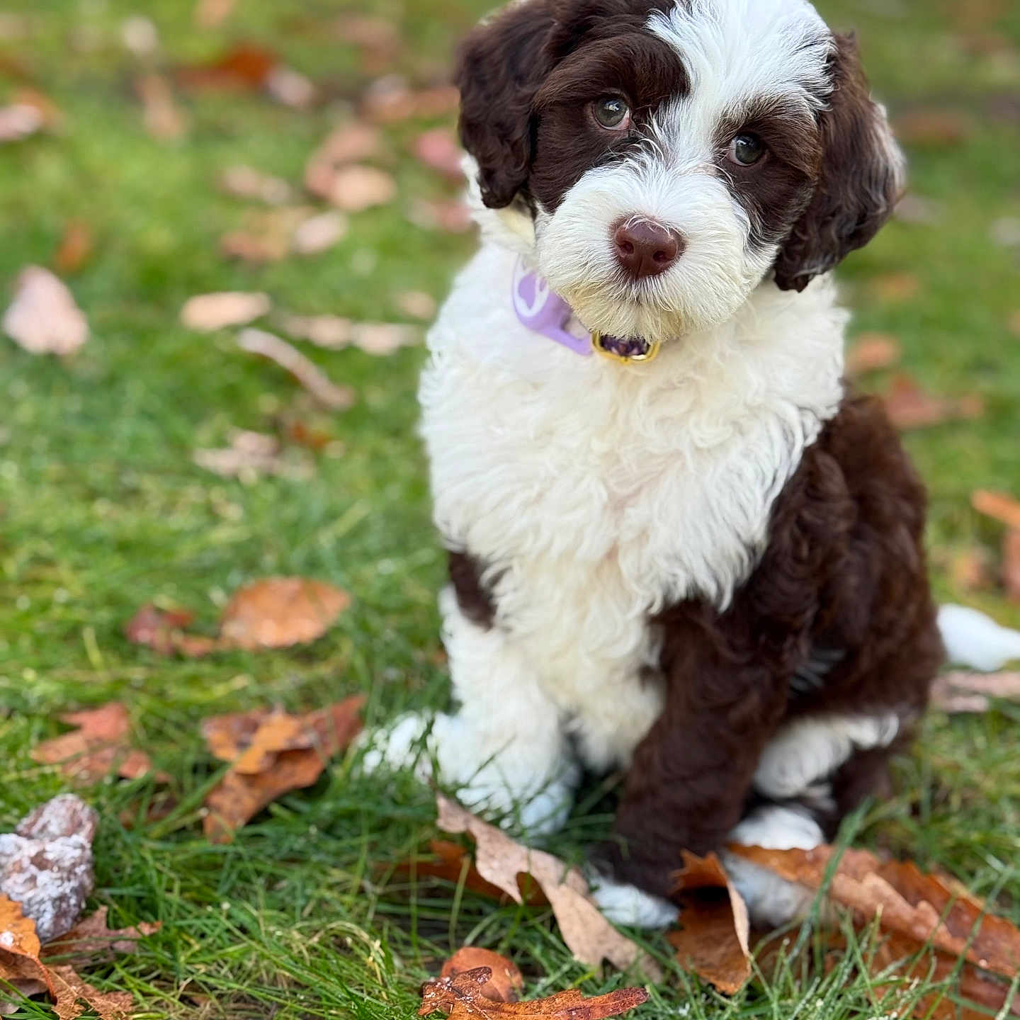 Coral Reiff is registered to the contest to win money with this photo: animal, autumn, brown, collar, cute, dog, eyes, face, fur, grass, leaves, nature, outdoor, pet, portrait, puppy, season, sitting, white, young