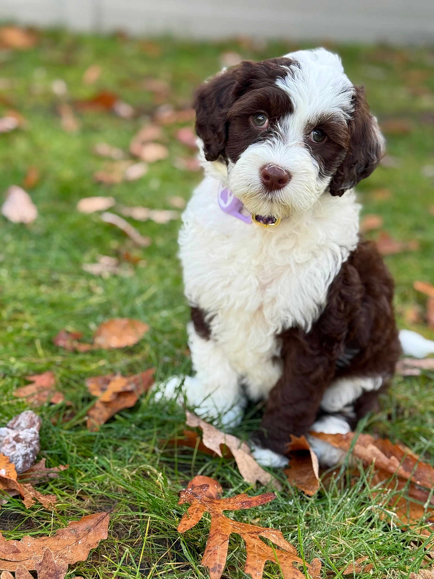 Coral Reiff is registered to the contest to win money with this photo: puppy, dog, grass, leaves, autumn, outdoor, pet, fur, brown, white, cute, sitting, animal, nature, portrait, young, collar, eyes, face, season