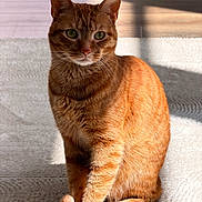 Rocky is registered to the contest to win money with this photo: cat, orange_tabby, sitting, indoor, sunlight, shadow, carpet, floor, wooden_floor, pet, feline, fur, whiskers, ears, eyes, tail, closeup, domestic_animal, relaxed, calm