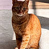 cat, orange_tabby, sitting, indoor, sunlight, shadow, carpet, floor, wooden_floor, pet, feline, fur, whiskers, ears, eyes, tail, closeup, domestic_animal, relaxed, calm