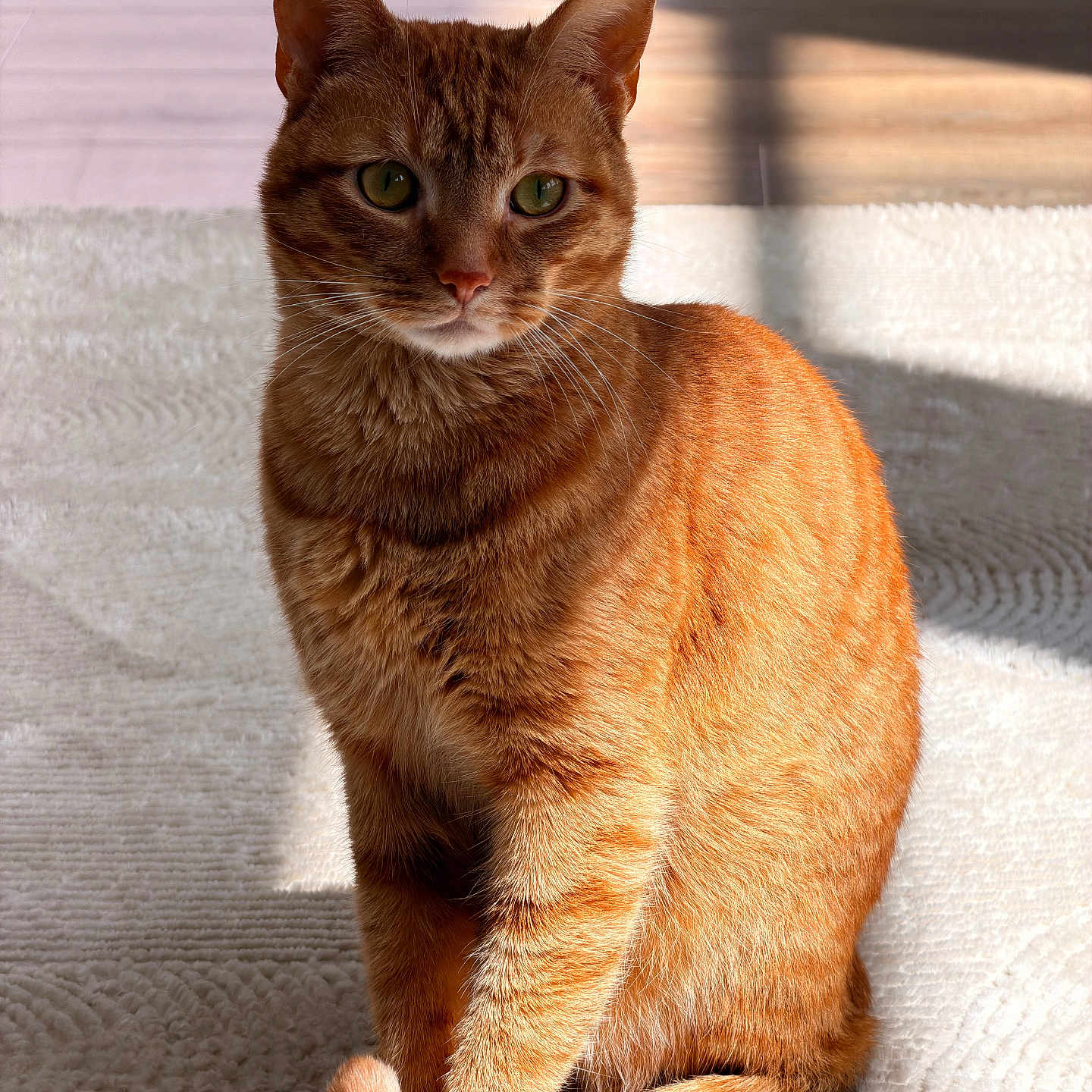 Rocky is registered to the contest to win money with this photo: cat, orange_tabby, sitting, indoor, sunlight, shadow, carpet, floor, wooden_floor, pet, feline, fur, whiskers, ears, eyes, tail, closeup, domestic_animal, relaxed, calm