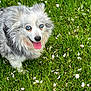 dog, blue_eyes, fluffy, grass, greenery, petals, outdoor, happy, tongue_out, nature, animal, canine, cute, fur, summer, playful, closeup, friendly, adorable, park
