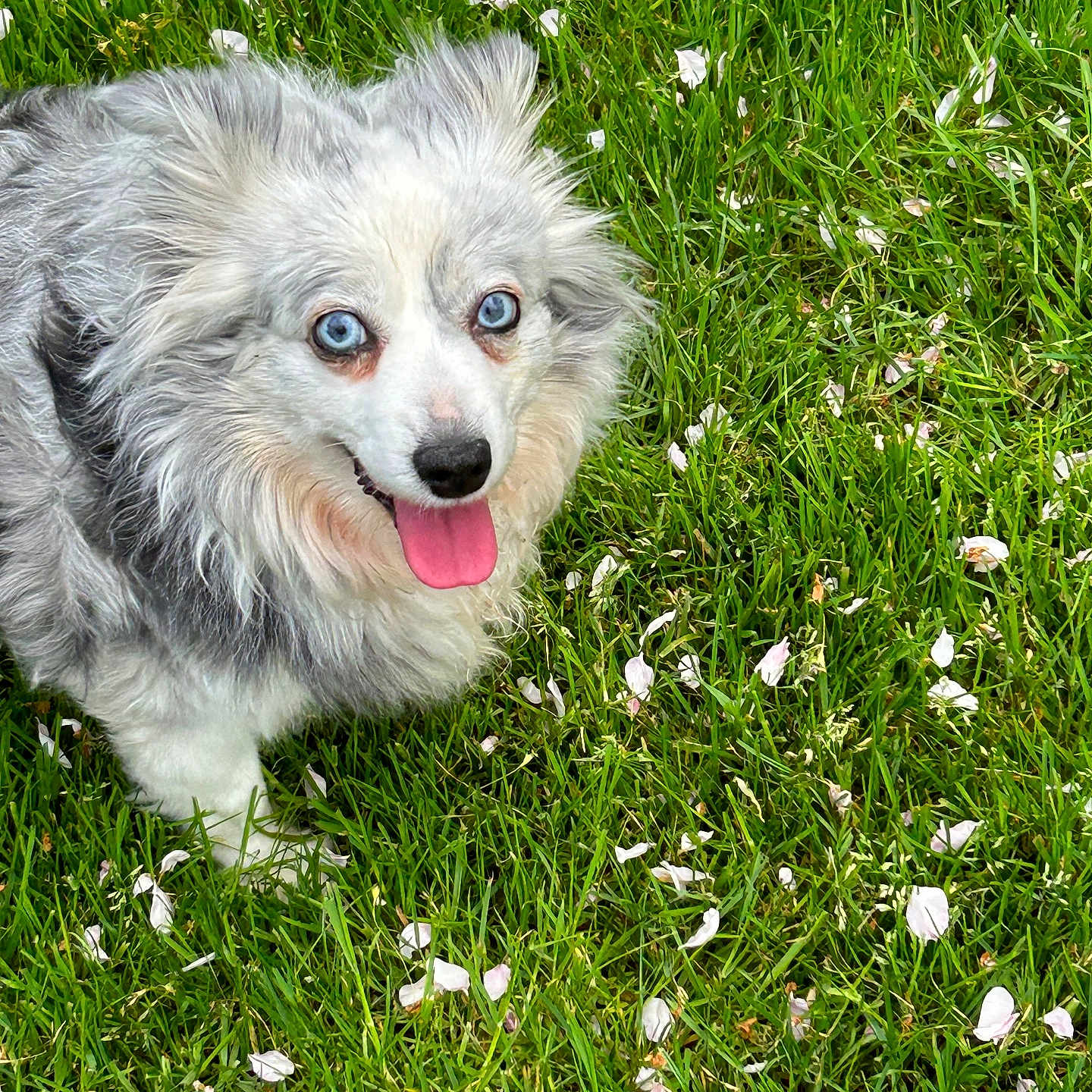 Lily is registered to the contest to win money with this photo: adorable, animal, blue_eyes, canine, closeup, cute, dog, fluffy, friendly, fur, grass, greenery, happy, nature, outdoor, park, petals, playful, summer, tongue_out