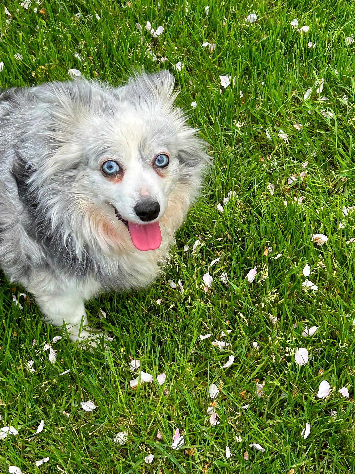 Lily is registered to the contest to win money with this photo: dog, blue_eyes, fluffy, grass, greenery, petals, outdoor, happy, tongue_out, nature, animal, canine, cute, fur, summer, playful, closeup, friendly, adorable, park