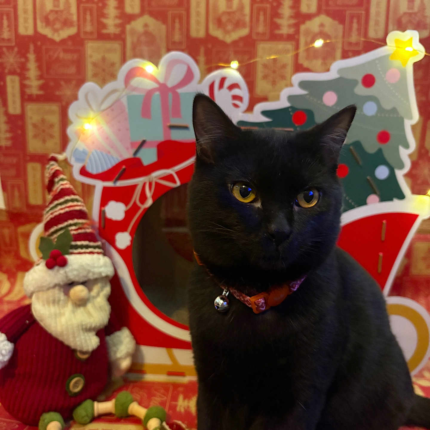 Winston is registered to the contest to win money with this photo: animal, bell, black_cat, cat, christmas, christmas_tree, collar, cute, festive, gift_box, holiday_decor, indoor, knitted_toy, ornaments, pet, red_background, santa_doll, seasonal, string_lights, yellow_eyes