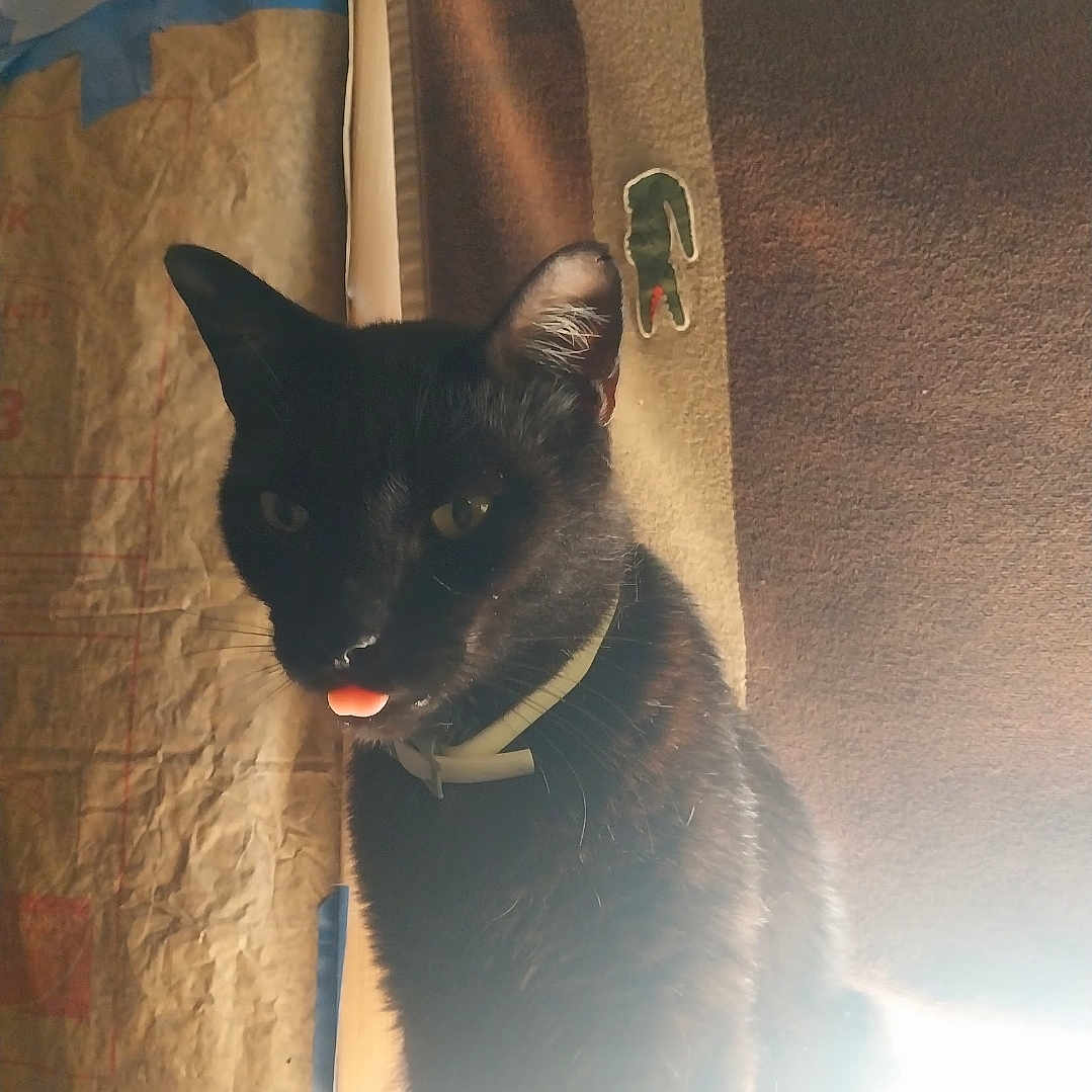 Kitty Meow joined the competition — help win amazing prizes! animal, background, black_cat, blep, cat, closeup, collar, domestic_animal, ears, feline, fur, indoor, light_glare, pet, portrait, shadow, side_view, texture, tongue, whiskers