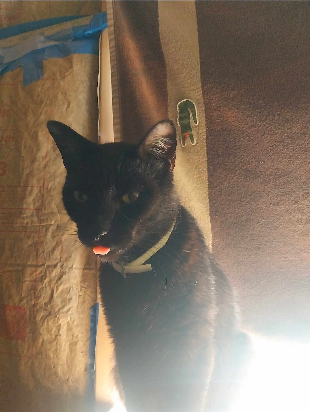 Kitty Meow joined the competition — help win amazing prizes! cat, black_cat, pet, animal, indoor, collar, blep, feline, whiskers, ears, tongue, domestic_animal, fur, side_view, shadow, light_glare, texture, background, closeup, portrait