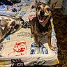 dog, bed, star_wars, blanket, pillow, smiling, pet, indoor, chain_collar, fur, small_dog, carpet, happy, looking_up, bedspread, cozy, animal, canine, room, furniture